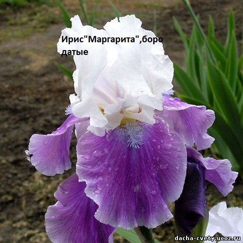Ирис"Маргарита",бородатые,нежно фиолетовые с белой серединой,купить ирисы бородатые,многолетние цве