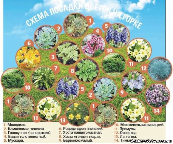 Малыши-крепыши: 14 лучших низкорослых растений для альпийской горки и рокария