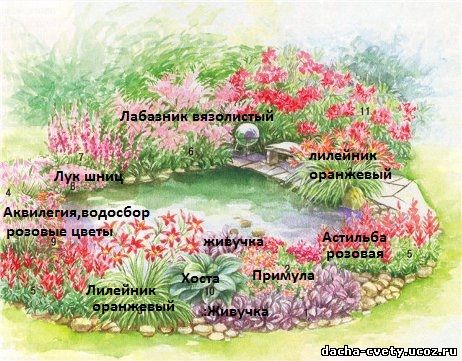 Схема расположения растений в садовом пруду (с примерами)