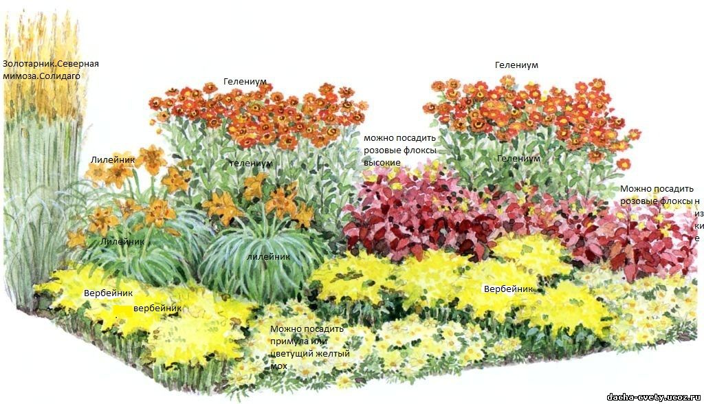 Делаем красиво: 18 лучших многолетних цветов для клумбы на даче и готовые схемы посадки