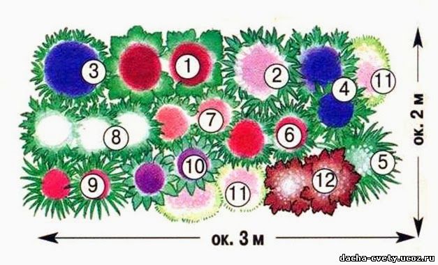 Схема клумбы № 74,с многолетними цветами для срезки