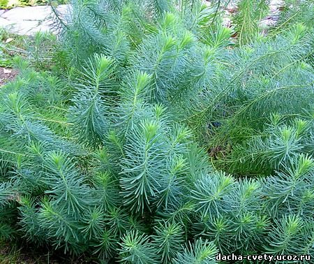 5 растений, которые заменят новогоднюю елку