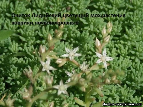 Очиток,Седум Лидийский,мох цветущий,камнеломка