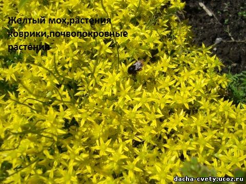 Цветущий желтый мох,растения коврики,почвопокровные