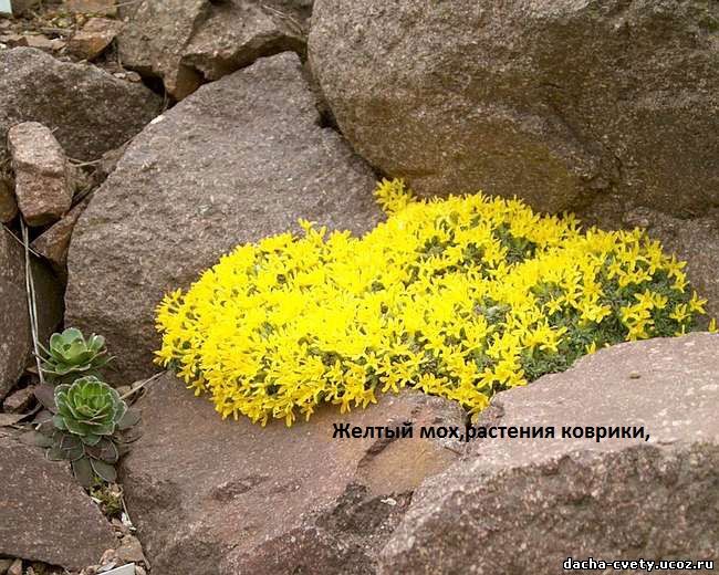 Цветущий желтый мох,растения коврики,почвопокровные