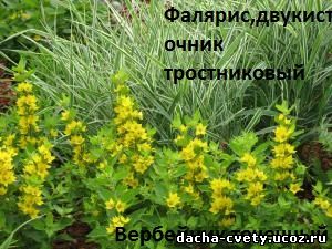 Вербейник точечный