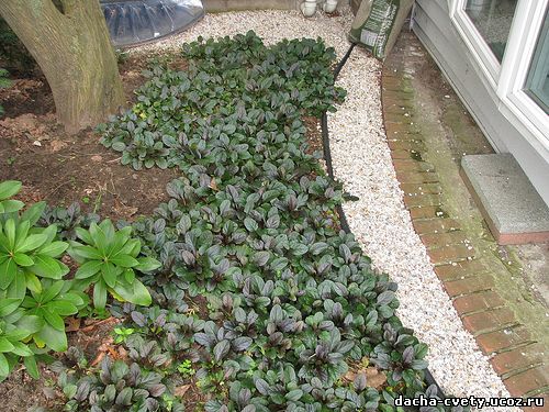 Живучка ползучая Атропурпуреа,почвопокровные растения,растения для альпинария,купить рассаду живучки