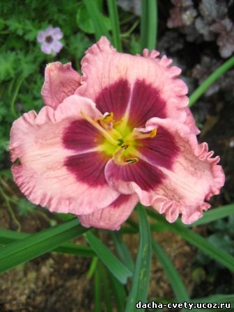Лилейник"Макбет"-крупный цветок