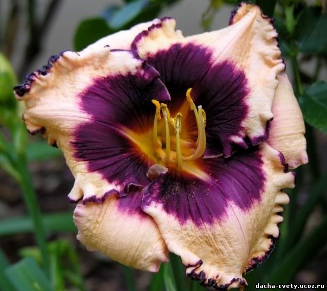 Лилейник"Сабина Бауэр"-крупный цветок,повторно цветущий