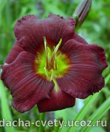 Лилейник"Олив Бейли Ленгдон"-повторно цветущий,круный цветок