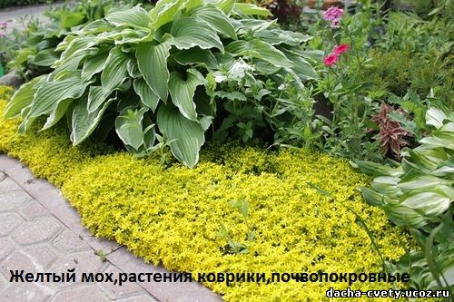 Цветущий мох,мох декоративный цветущий,купить цветущий мох,растения коврики,почвопокровные растения